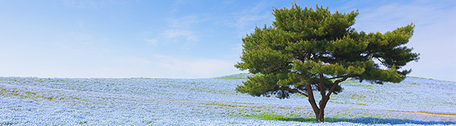 Ibaraki